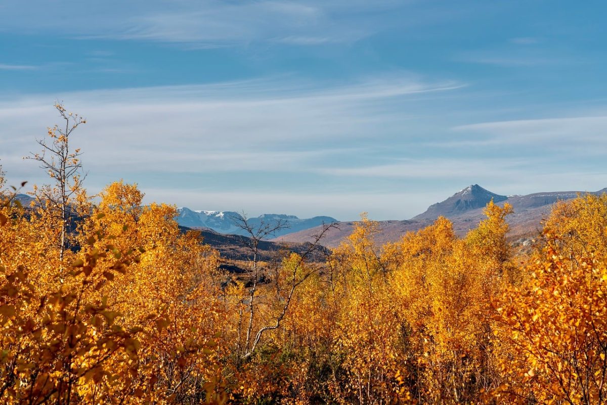 autumn, landscape, forest, mountains, yellow leaves, autumn trees, golden colors, sunlight, blue sky, mountain landscape, fall colors, lighting, natural scenery, autumn foliage, tourist attraction, nature, rural area, deciduous forest, view, outdoor, walk, natural beauty