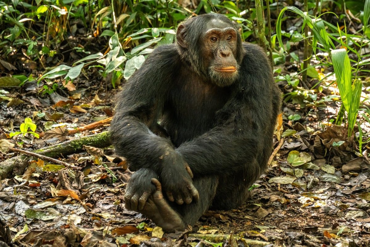chimpanzee, animal, rainforest, uganda, jungle, primate, kibale, sitting, wilderness, wildlife, nature, park, forest, sitting monkey, green leaves, african wilderness, african primates, forest floor, natural habitat