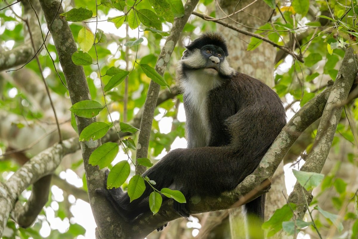 monkey, nature, trees, branches, forest, green, animal, mammal, leaves, wilderness, wild, caribbean, ecosystem, biotope, biodiversity, diversity, environment, conservation, evolution, biology