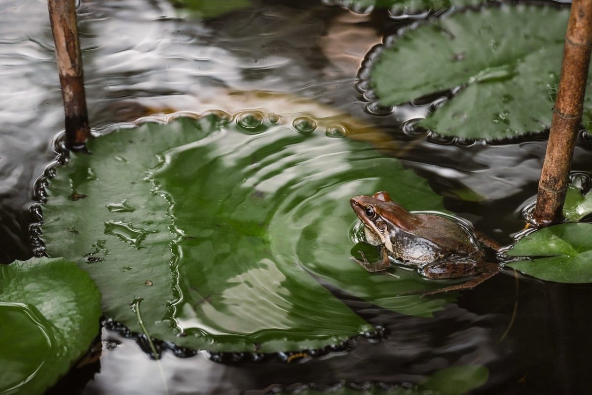 frog, water lily, pond, leaves, water surface, green color, nature, biodiversity, amphibian, aquatic plants, calm surface, lotus pond, natural world, water habitat, water biodiversity, moss, water ecosystem, ripples on pond, serene environment