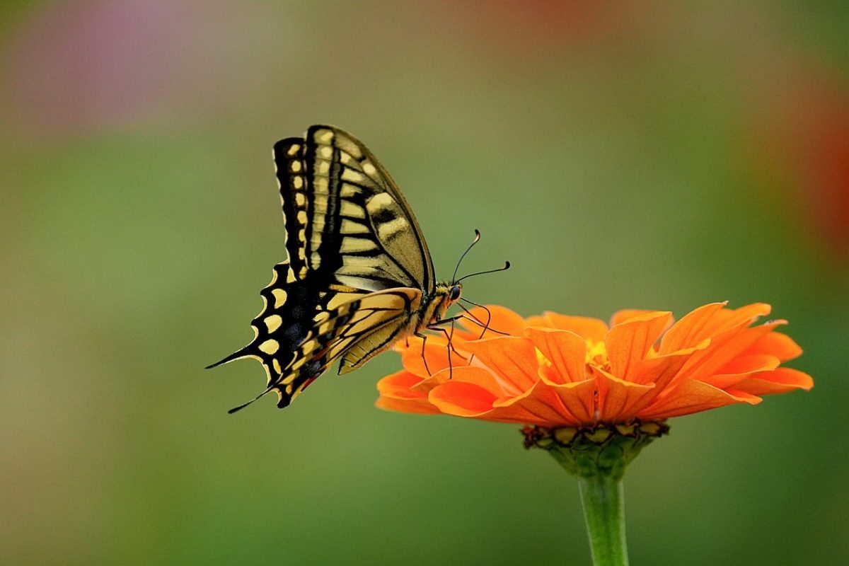 butterfly, zinnia, macro, wings, nature, free wallpaper, wallpaper 4k, free background, garden, cool backgrounds, closeup, wallpaper hd, insect, colorful, 4k wallpaper, background, bright colors, 4k wallpaper 1920x1080, outdoors, iris, sharp, laptop wallpaper, beautiful wallpaper, hd wallpaper, summer, wildflowers, desktop backgrounds, pollination, full hd wallpaper, mac wallpaper, agriculture, decorative, windows wallpaper, spotted, outdoor beauty