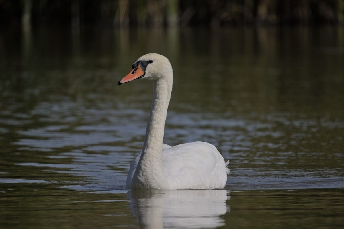 swan, bird, waterfowl, lake, nature, reflection, wildlife, swimming, calm, silence, peaceful, ornithology, tranquil water, white feathers, animal, close-up, solitude, water, fauna, quiet, singularity