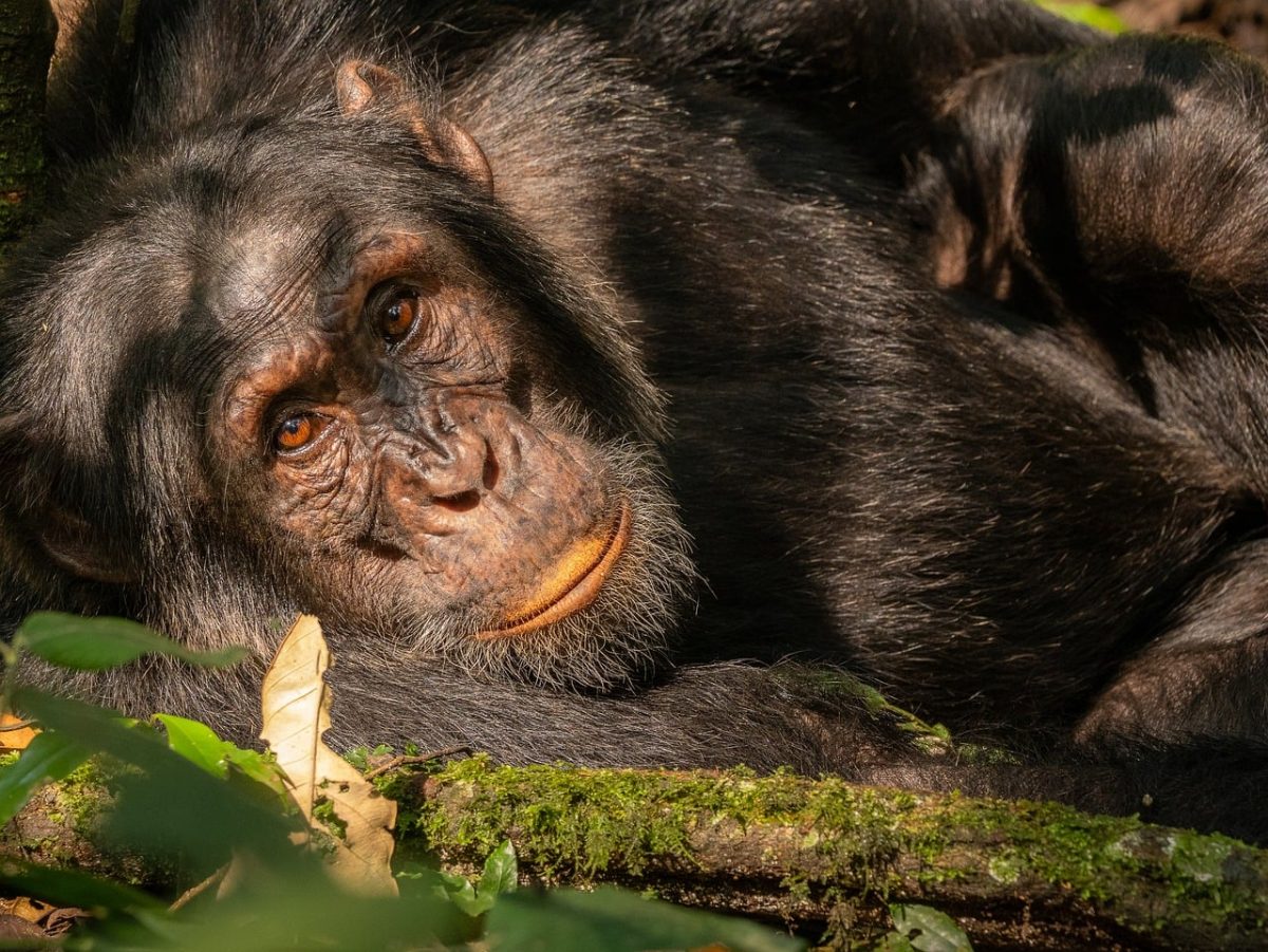 chimpanzee, animal, uganda, kibale, portrait, jungle, eyes, face, nature, wild, mammal, calm, light, classic, exotic, fur, camouflage, green, close, still life, details