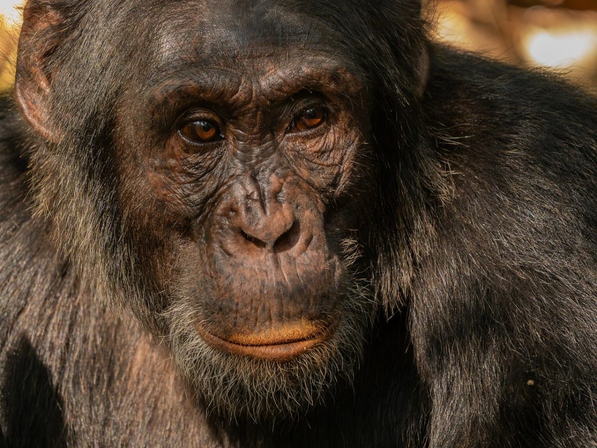 chimpanzee, portrait, wildlife, animal, primate, africa, eyes, kibale, uganda, fur, animal face, mood, maturity, nature, detail, close-up, curiosity, intelligence, searching