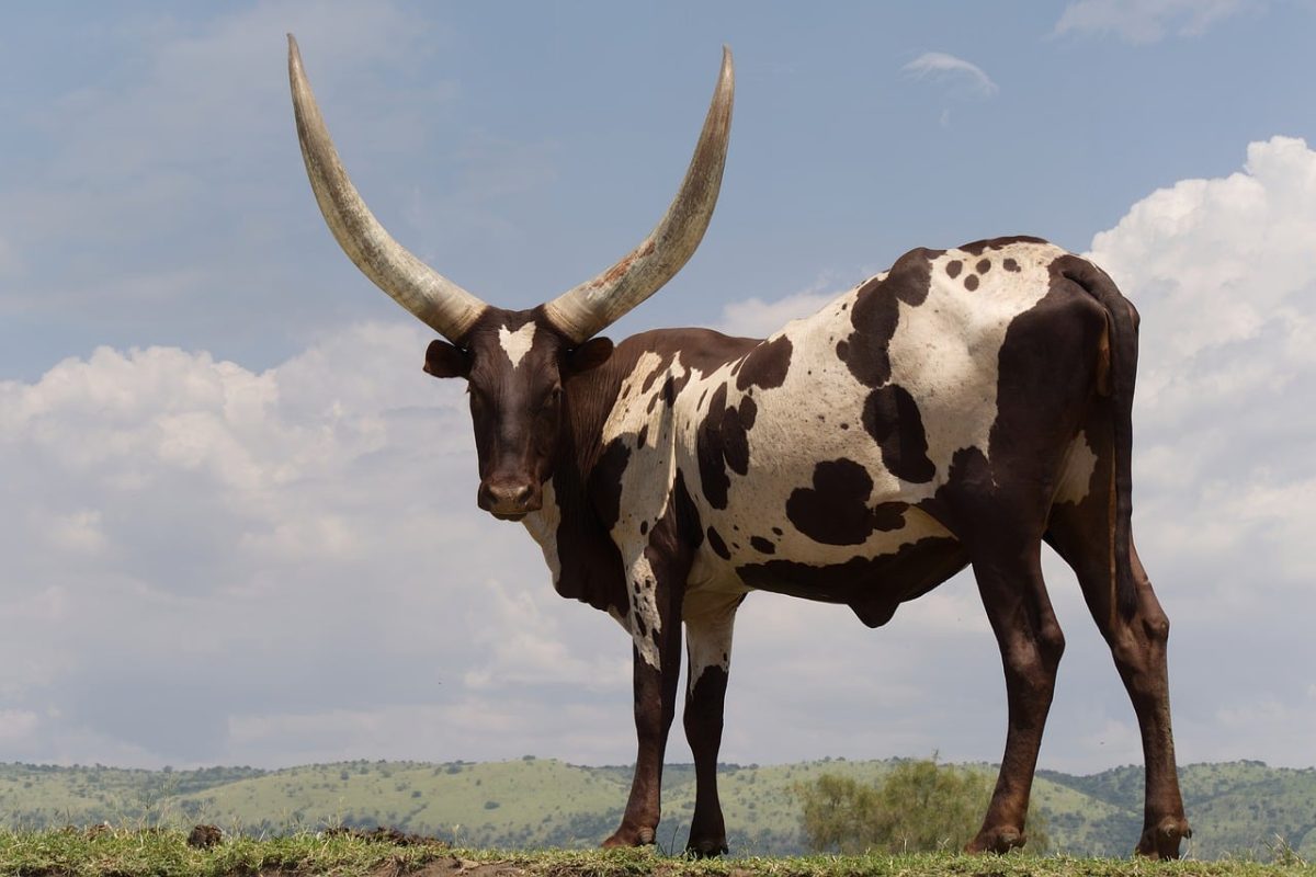 ankole, watusi, cow, horns, uganda, nature, animals, livestock, mammals, cattle, pasture, wild, agriculture, panorama, plant, green, meadow, clear, bovine