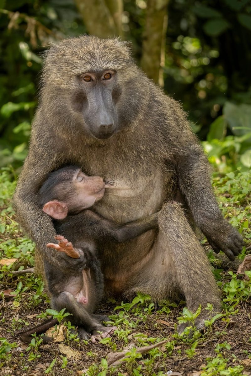 baboon, monkey, motherhood, baby, breastfeeding, love, forest, nature, life, mother's protection, fur, savanna, wilderness, animal, care, family, calm, mammal, maternal care, green