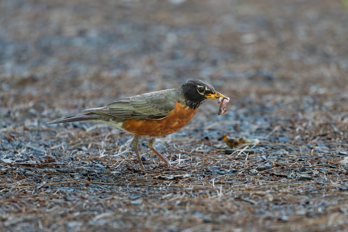 bird, robin, insect, worm, nature, wildlife, foraging, brown, orange, close-up, ground, food search, feather, food, outdoors, prey, hunting instinct, hunting, detail