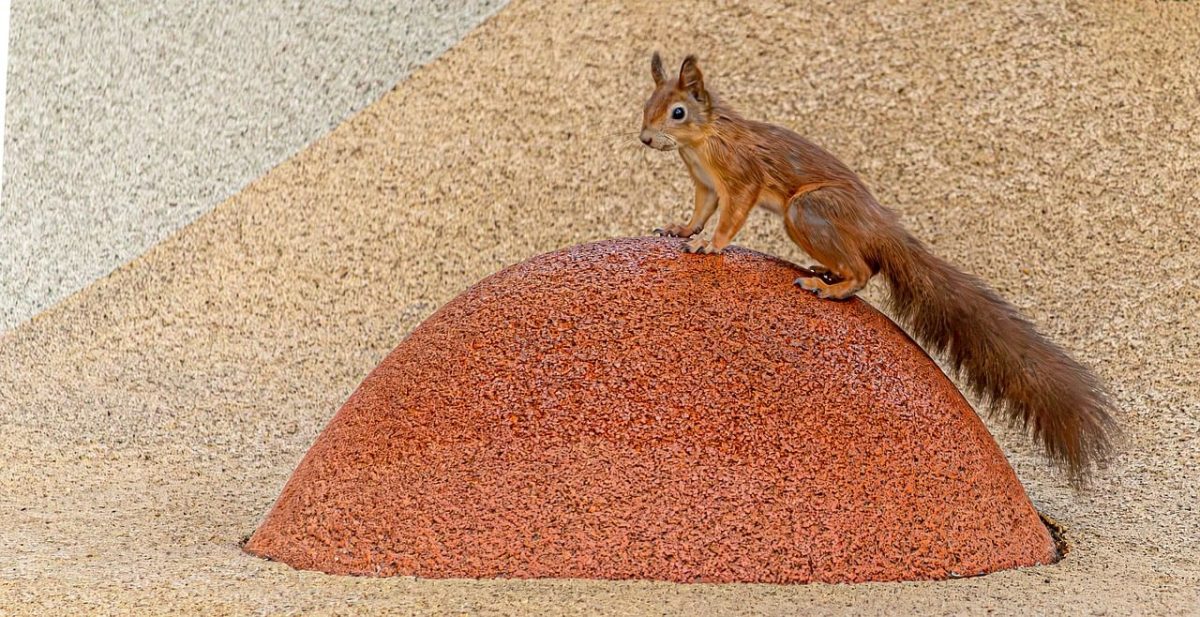 squirrel, red squirrel, rodent, wildlife, animal, furry, tail, cute, surface, urban wildlife, rubber, mound, standing, background, nature, texture, playful, alert