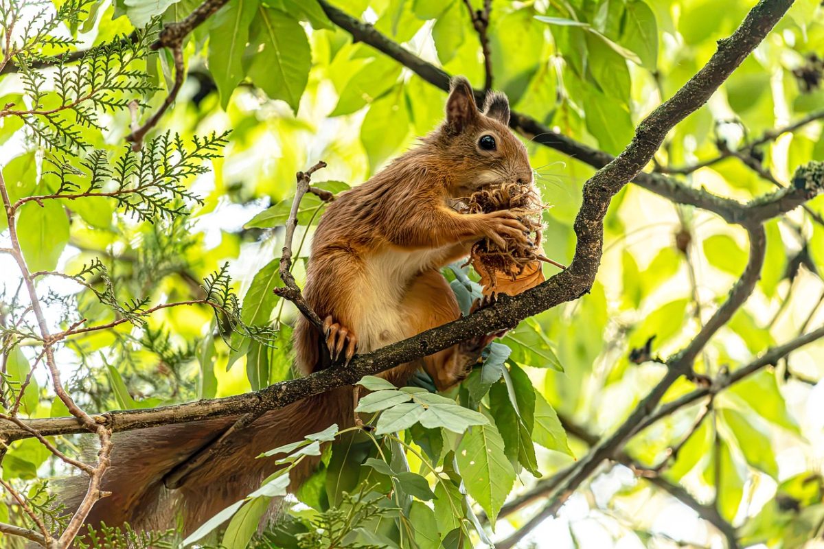 squirrel, red squirrel, sciurus vulgaris, rodent, wildlife, animal, cute, furry, tail, eating, hazelnut, feeding, perched, branch, tree, leaves, forest, green leaves, close-up, nature, background
