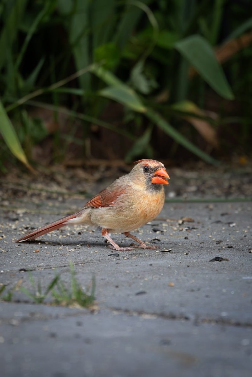 northern cardinal, male bird, wildlife, bird on ground, nature, beak, feathers, green background, garden, pavement, bird feeding, foraging, in spring, female bird, outdoors, bird, animal portrait, movement, backyard, amongst leaves