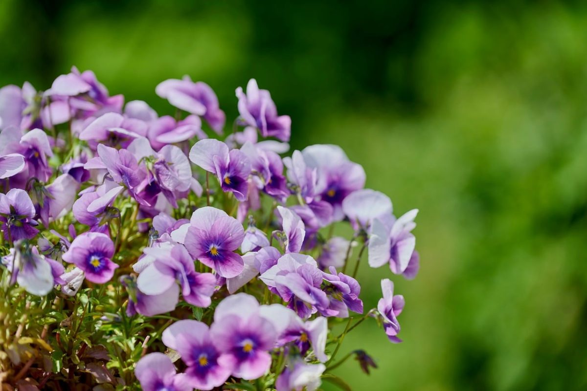 viola, pansy, purple, flower, wallpaper 4k, 4k wallpaper 1920x1080, garden, spring, floral background, beautiful wallpaper, hd wallpaper, blossom, flower background, wallpaper hd, petal, macro, green, background, bokeh, free background, nature, wildflower, free wallpaper, desktop backgrounds, cool backgrounds, full hd wallpaper, delicate, beautiful flowers, windows wallpaper, copy space, flower wallpaper, mac wallpaper, 4k wallpaper, flower cluster, botanical, laptop wallpaper, purple flower, delicate beauty