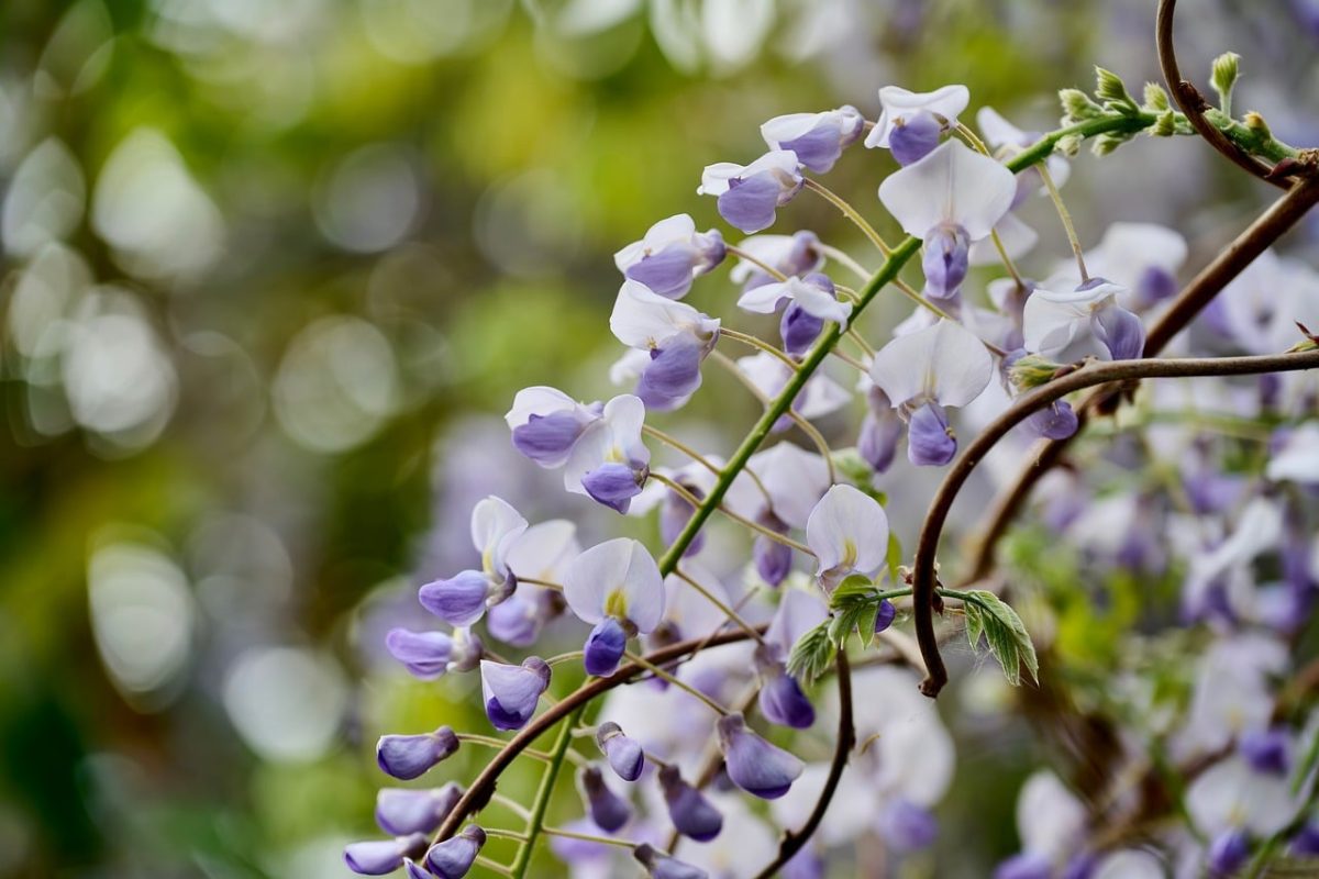 wisteria, lilac, purple flower, hanging flowers, blossom, spring, vine, climbing plant, garden, delicate, botanical, nature, closeup, macro, bokeh, soft light, inflorescence, flowering plant, natural scenery, garden design