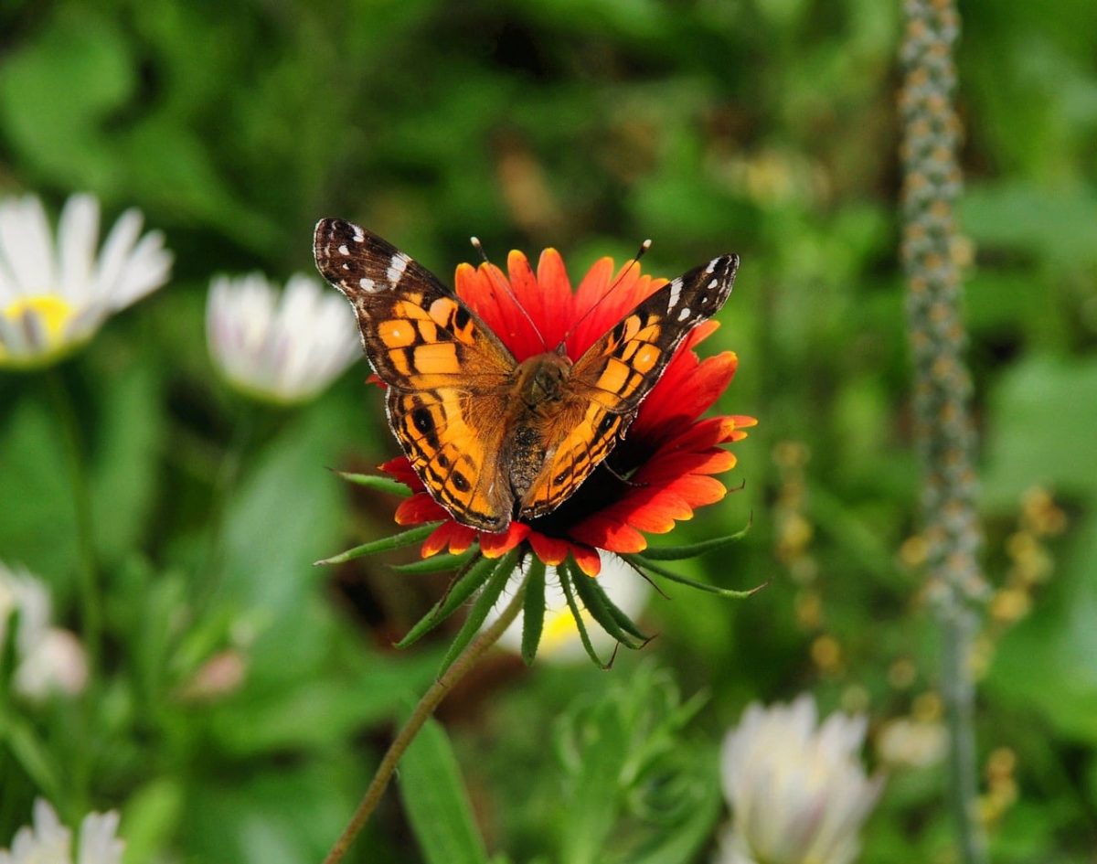 butterfly, nature, insect, flower, pollination, summer, orange, red, beautiful flowers, wings, flower wallpaper, winged, flower background, macrophotography, garden, natural, close-up, vibrant, landscape, diversity, colorful