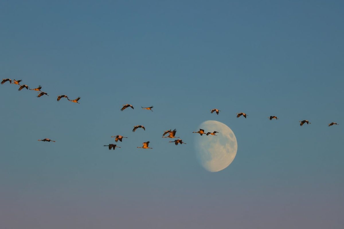 birds, flight, moon, blue sky, formation, evening, nature, migration, dusk, distance, aligned, east, scenery, tranquility, journey, spiritual, silhouette, parade, life cycle, freedom, calm, Zingst, Germany, Mecklenburg-Vorpommern