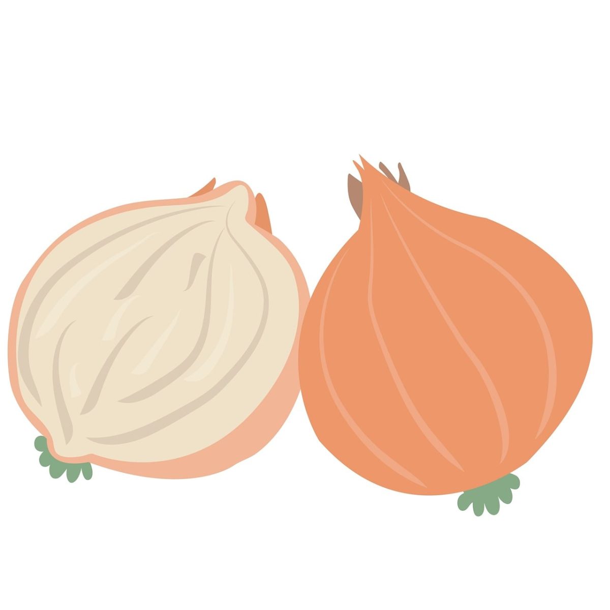 onion, vegetable, graphic, clipart, sliced onion, natural, cuisine, fresh, healthy food, ingredient, spice, bulb, simplicity, home cooking, nutrition, autumn, cartoon style, symbol, vintage