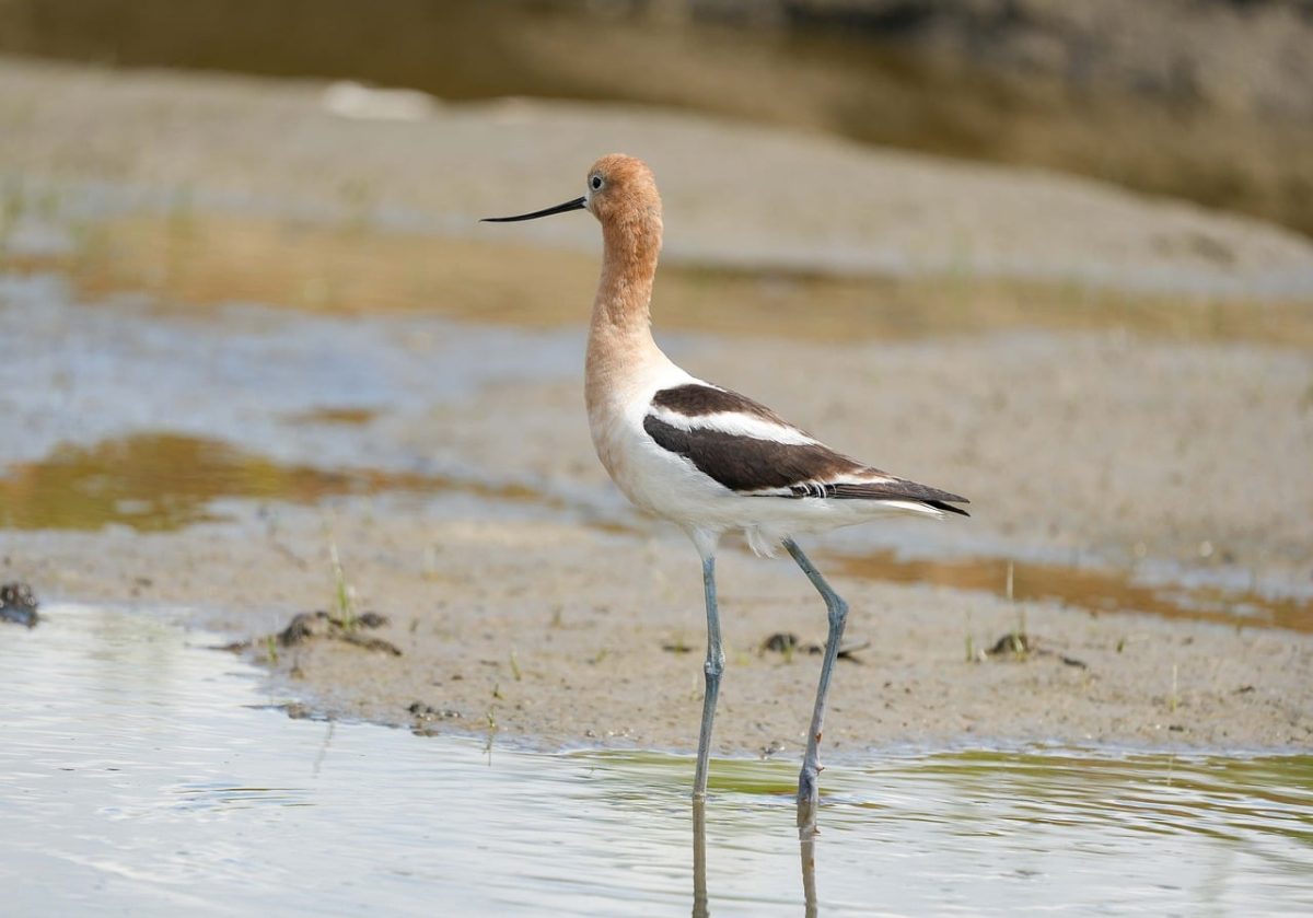 wading bird, american avocet, wetland, long legs, black and white, sand, bird, environment, natural, habitat, animal, water bird, camouflage, nature, fauna, bird migration, shore, charadriiformes, nature reserve