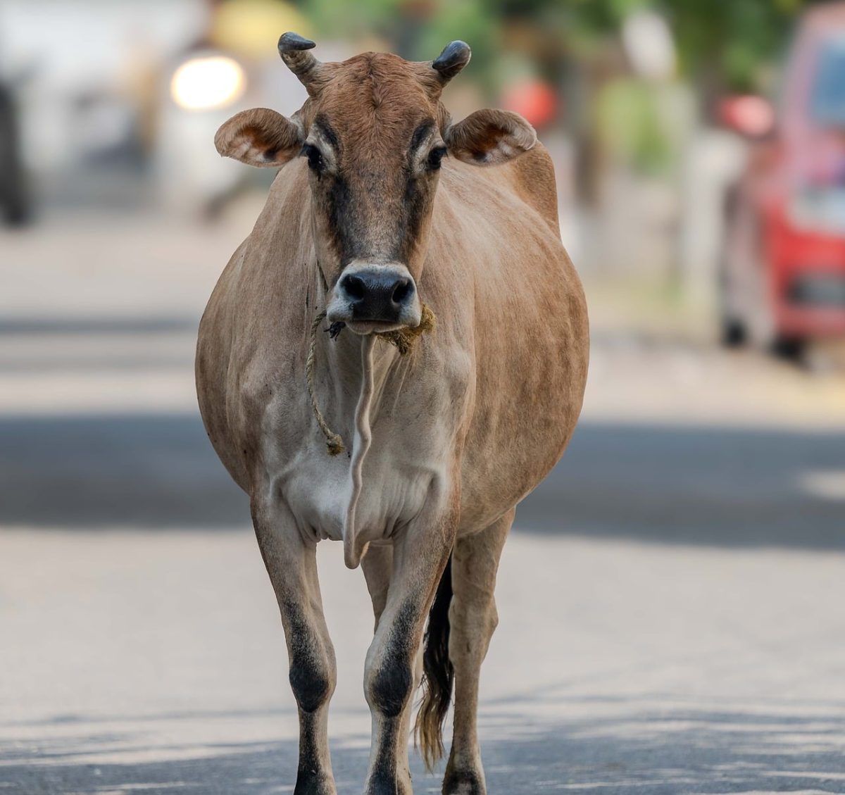 cow, street scene, animal, brown color, parking, vehicles, blurry background, domestic animal, local fauna, rural area, nature, natural habitat, vertical frame, countryside, environment, backbone, simple life, farm animals, cow horns, cattle, rural life