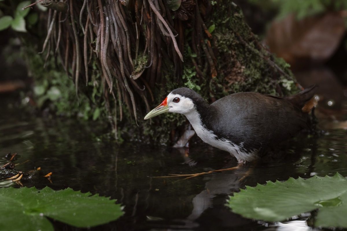 white-breasted waterhen, mac wallpaper, laptop wallpaper, free background, pond, wetland, wallpaper hd, lily pad leaves, shallow water, natural habitat, full hd wallpaper, hd wallpaper, calm mood, nature, nature background, wildlife, beautiful wallpaper, free wallpaper, wild bird, green plants, water bird, birds, nature photography, background, wallpaper, desktop backgrounds, nature wallpaper, home image, wild, 4k wallpaper, cool backgrounds, windows wallpaper, beautiful nature, wallpaper 4k, 4k wallpaper 1920x1080, natural photography, bird handling