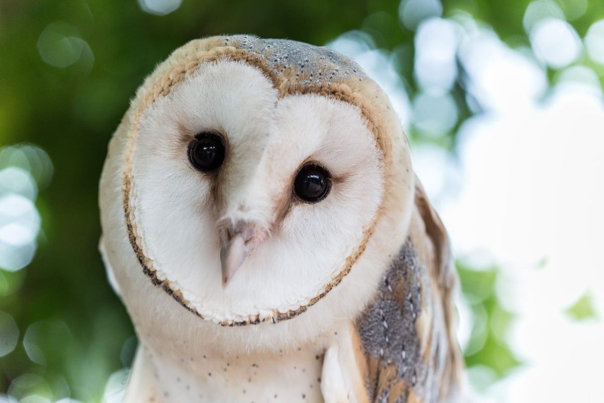 owl, bird, fauna, nature, wildlife, ornithology, heart-faced owl, feathers, cute, tree leaf, birdwatching, raptor, white, camouflage, animal, beautiful, close-up, day, outdoor