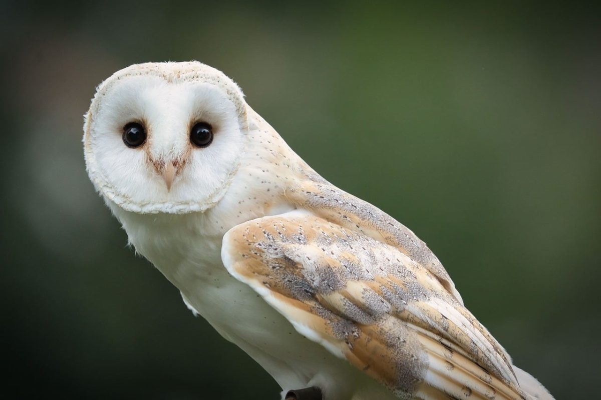 owl, barn owl, bird, animal, wildlife, nature, night, feathers, gaze, eyes, nocturnal, focus, portrait, sharpness, detail, head position, owl stare, raptor
