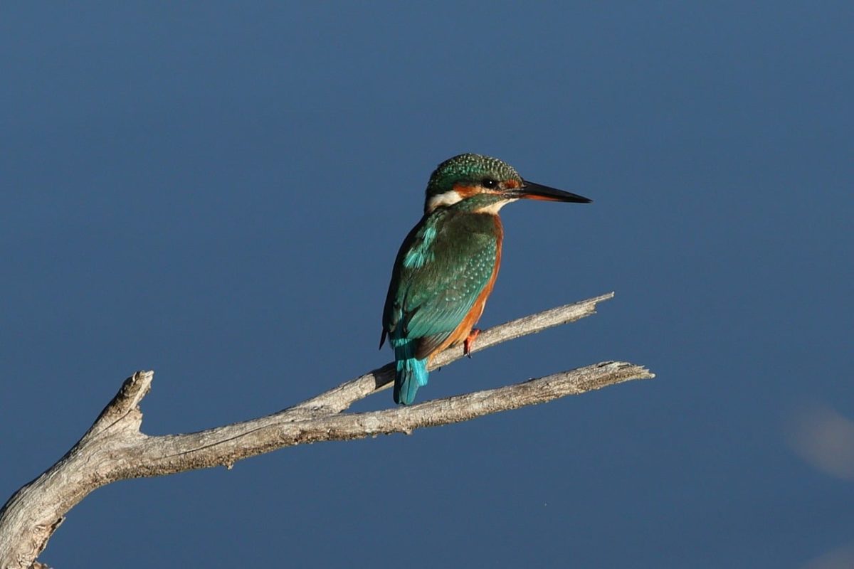 nature, animal, bird, kingfisher, ornithology, feathers, perched, branch, wilderness, blue, predator, common, ecology, environment, birdwatching, fauna, biodiversity, habitat, species, calm