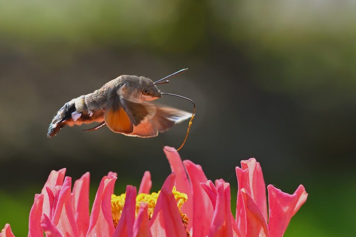 butterfly, hummingbird moth, macro, flower, nature, zinnia, garden, pollination, daylight, seasonal, feeding, flying, insect, wildlife, hovering, flight, beautiful, color, summer, outdoors, climbing