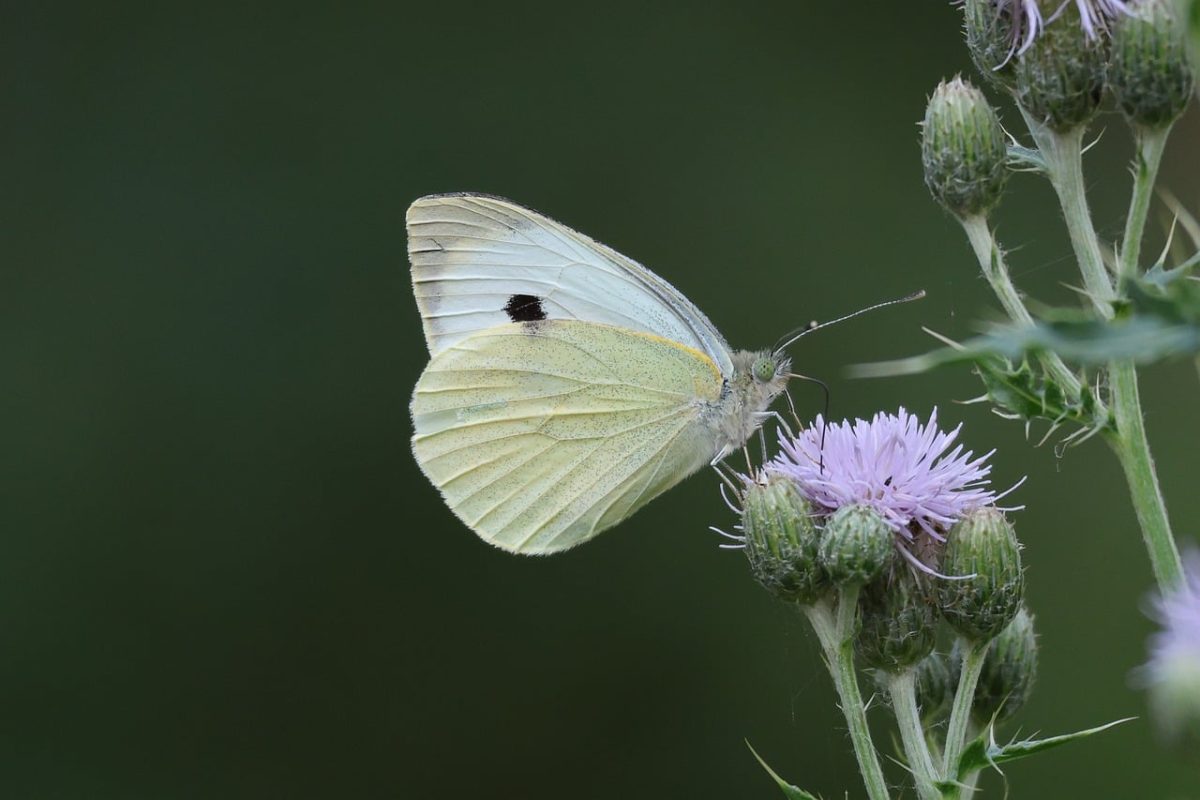 butterfly, insect, nature, cabbage white, plant, nectar, pollination, flower, wings, summer, yellow, macro, entomology, detail, color, natural, zoology, natural world, biology, fragile