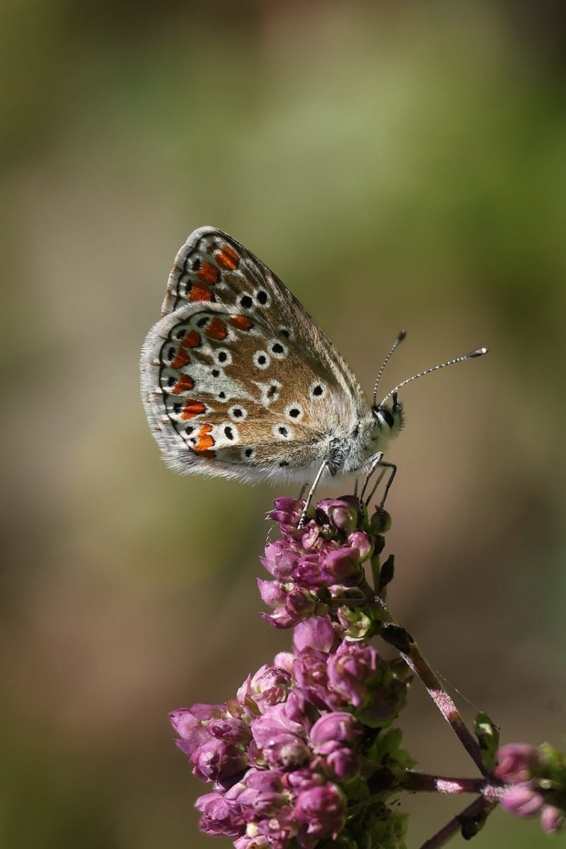 butterfly, insect, nature, pink flower, summer, wings, macro photography, details, blurred background, natural habitat, coloration, wildlife, fauna, butterfly wings, small, brown, red dots, life cycle, fairy, beauty