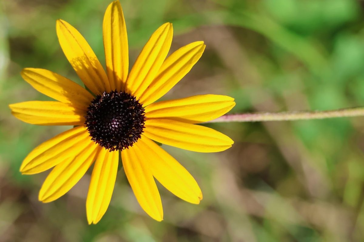 rudbeckia, flower, yellow, black-eyed, rudbeckia hirta, blooming, petals, bright day, flower background, macro photography, outdoor, nature, bokeh, beautiful flowers, simplicity, garden plant, natural beauty, flower wallpaper, solid background, garden accent, environment, detail, perspective