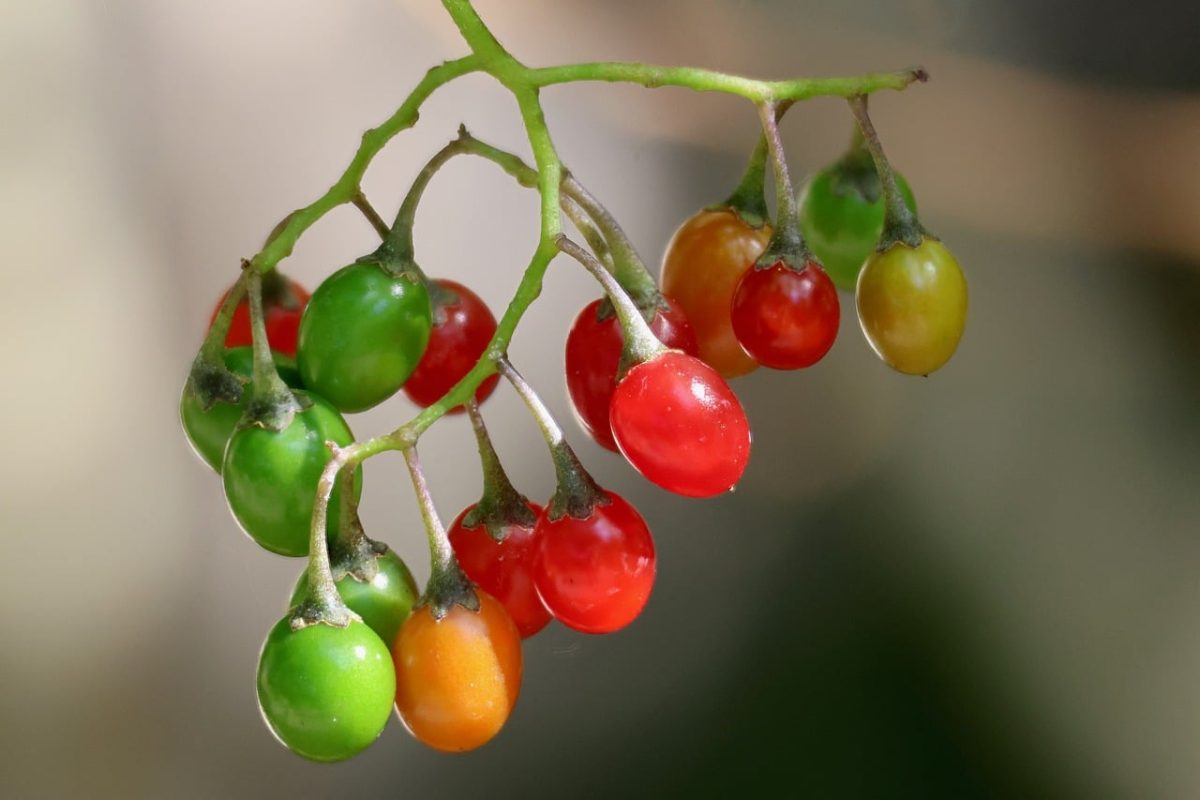 bittersweet nightshade, green berries, red berries, ripeness, natural poison, toxic, colorful fruits, nature, fruits, garden plant, summer, bright, green, leaves, unripeness, color shades, poisonous berries, solanum, poison, garden, variety