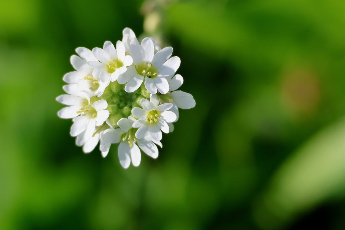 berteroa, flower, white flower, plant, wildflower, flower wallpaper, close-up, nature adaptation, macro photography, greenery, countryside, flower shape, nature, flower background, botany, bloom, gardening, meadow, environment, beautiful flowers, spring