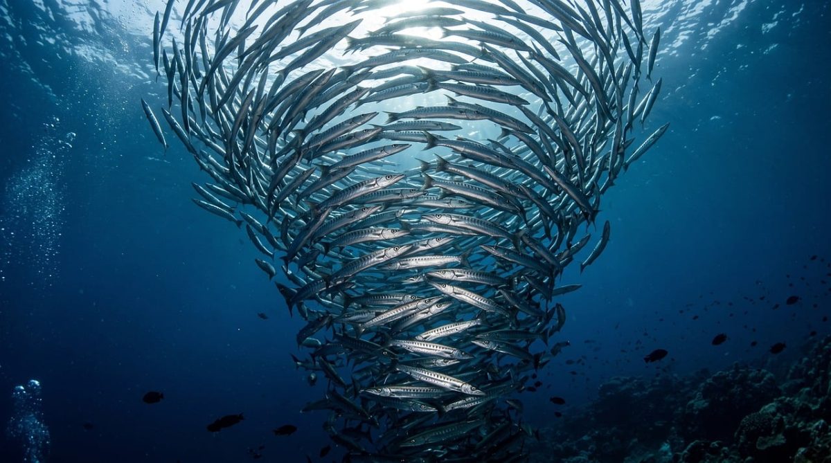barracuda, nature, school, fish, silver, predator, tornado, ocean, deep blue, current, dangerous, teeth, spiral, flash, natural beauty, underwater view, natural environment, marine life, school of fish, barrage, biotope