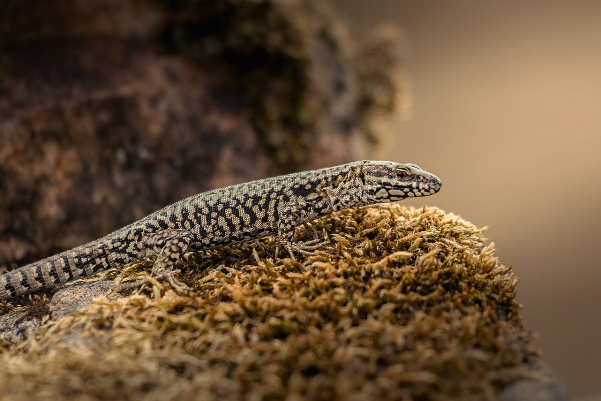 lizard, nature, reptile, fauna, close-up, rock, stone, scales, insectivore, animal, wild, warmth, scaly, spotted, green