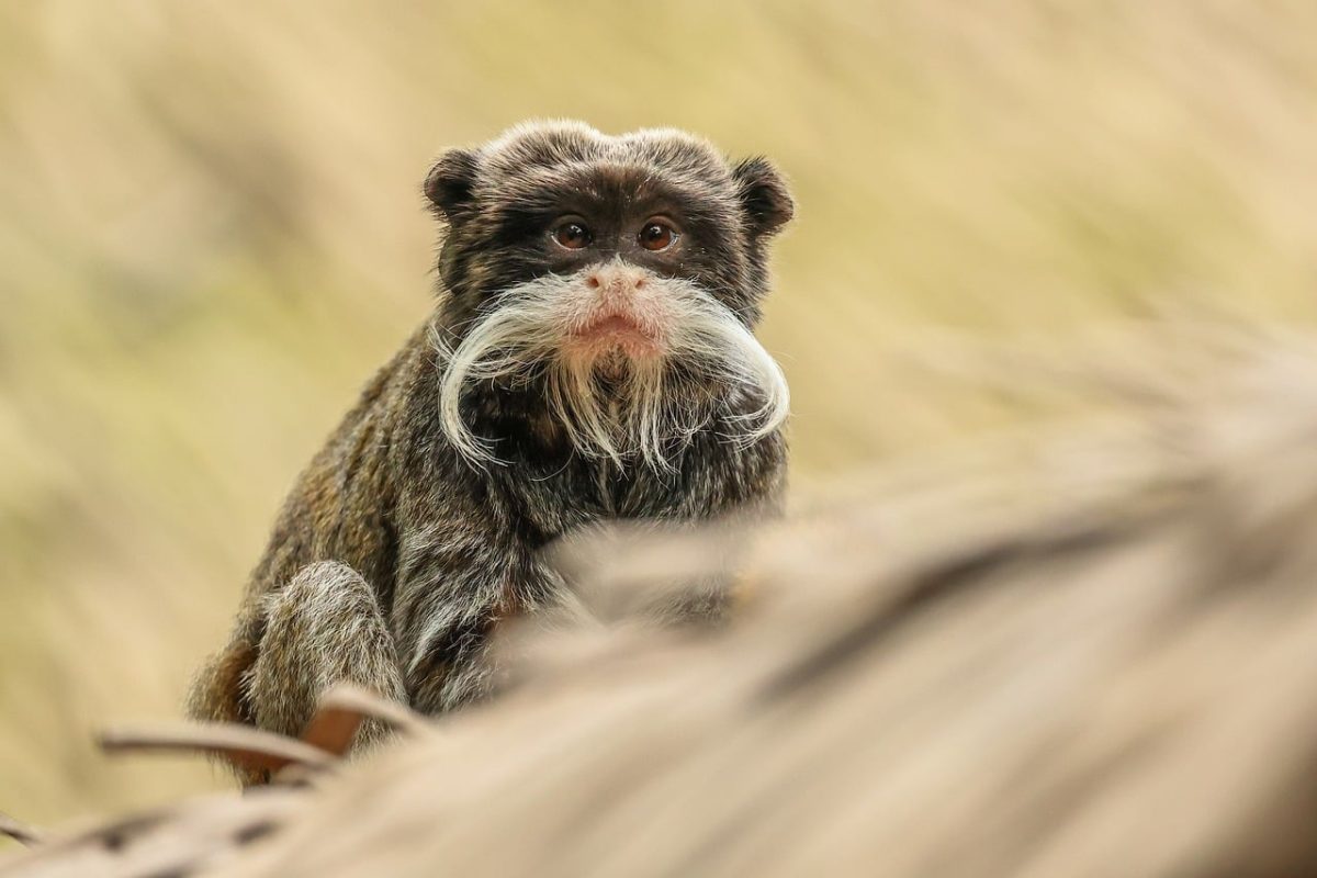 monkey, nature, animal, primate, emperor tamarin, mustache, mammal, animal kingdom, natural environment, brown fur, wild, photography, green background, curiosity, asian jungle, face, detail, close-up