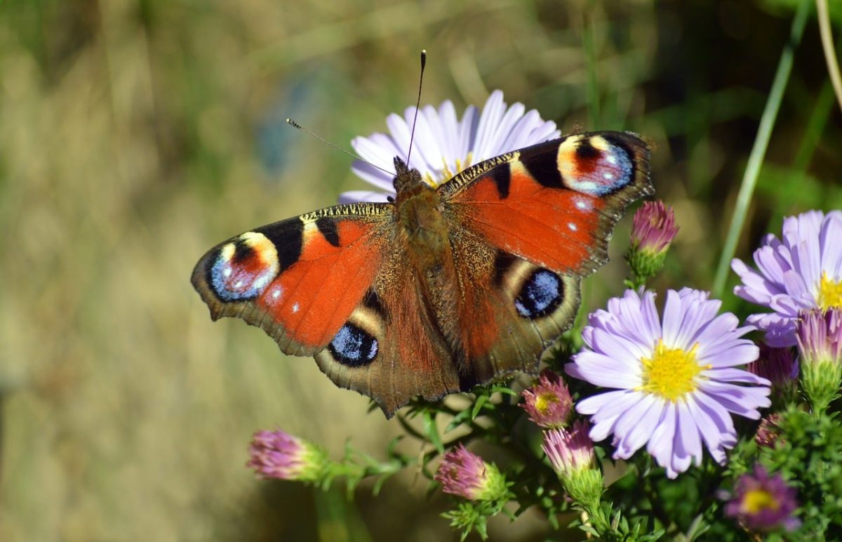 butterfly, asters, garden, autumn, nature, entomology, pollination, wings, purple, august, animal, insect, colorful, fly, beauty, vibrancy, light, pollen, macro, ornamental plant