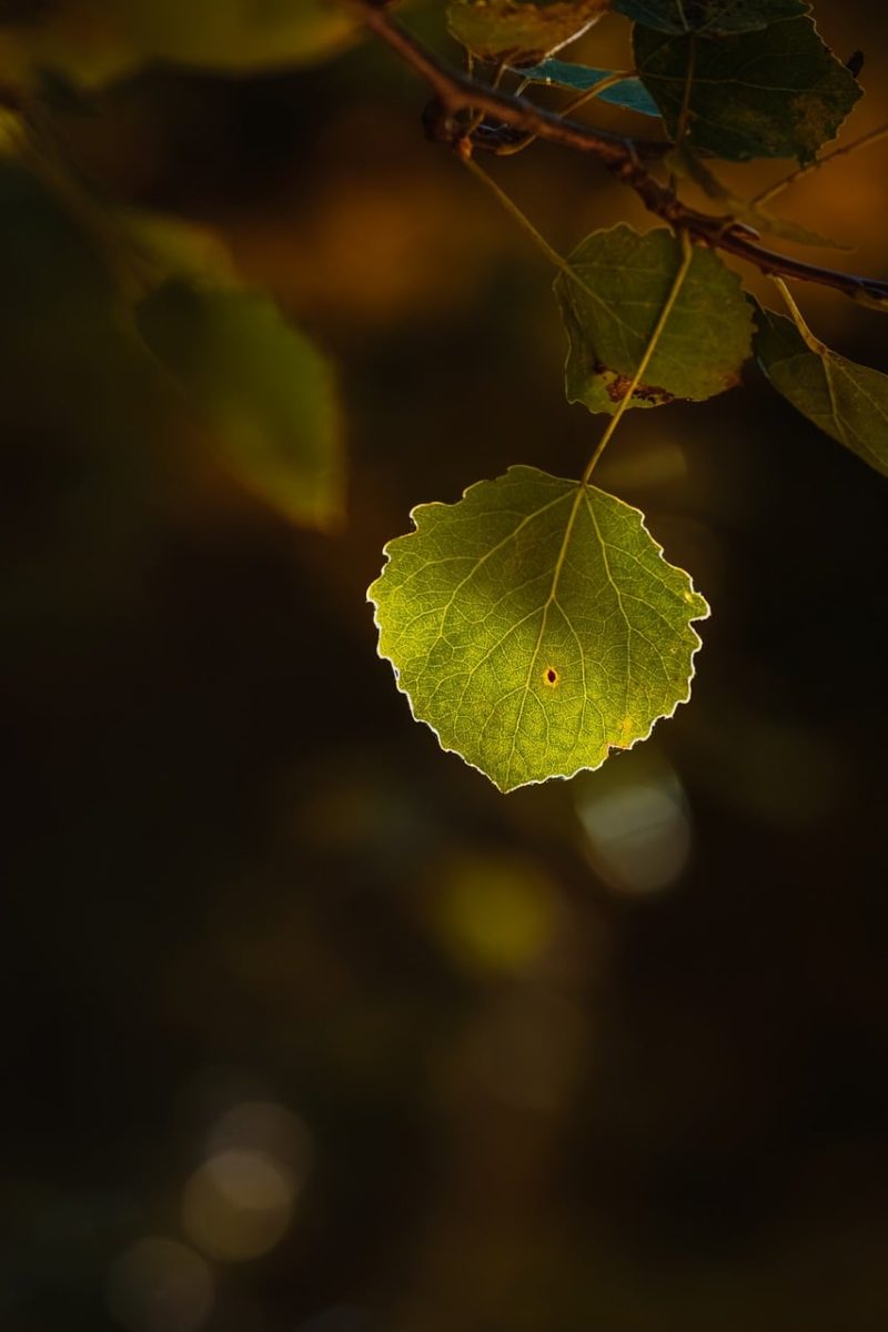 leaf, nature, green, lonely, backlit, detail, bokeh, season, tree, glowing, foliage, autumn, nature art, sunlight, light, botany, natural background, romance, fresh, peaceful