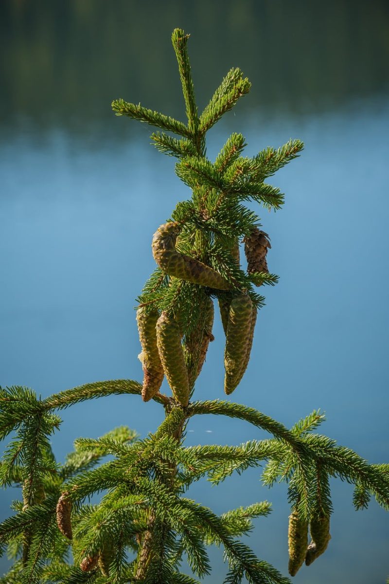 tree, pine, pinecone, conifer, nature, lake, forest, pine needles, green, peace, landscape, natural, calm, blue, sun, calm water, reflection, silence
