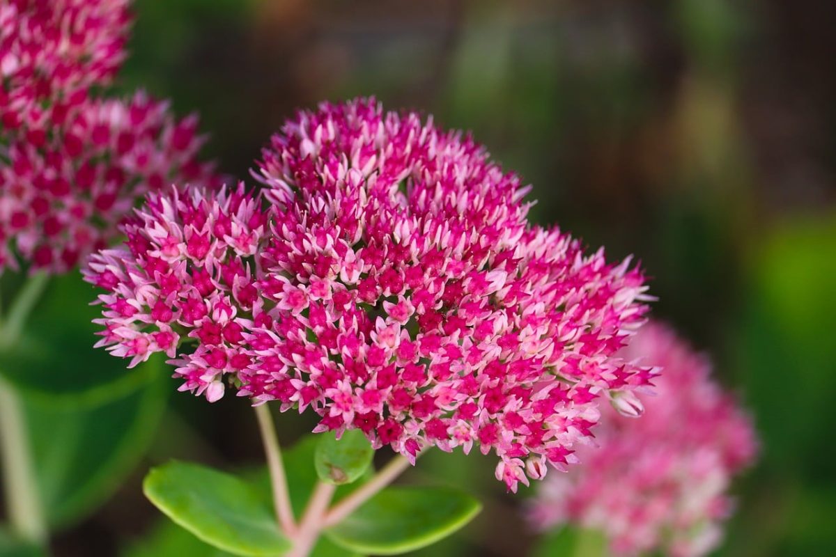 stonecrop, flowering, pink, gardening, perennial, inflorescence, garden plant, crassulaceae, natural, green background, nature, macro photography, botany, succulent, flora, beautiful, green leaves, ecology, cuteness