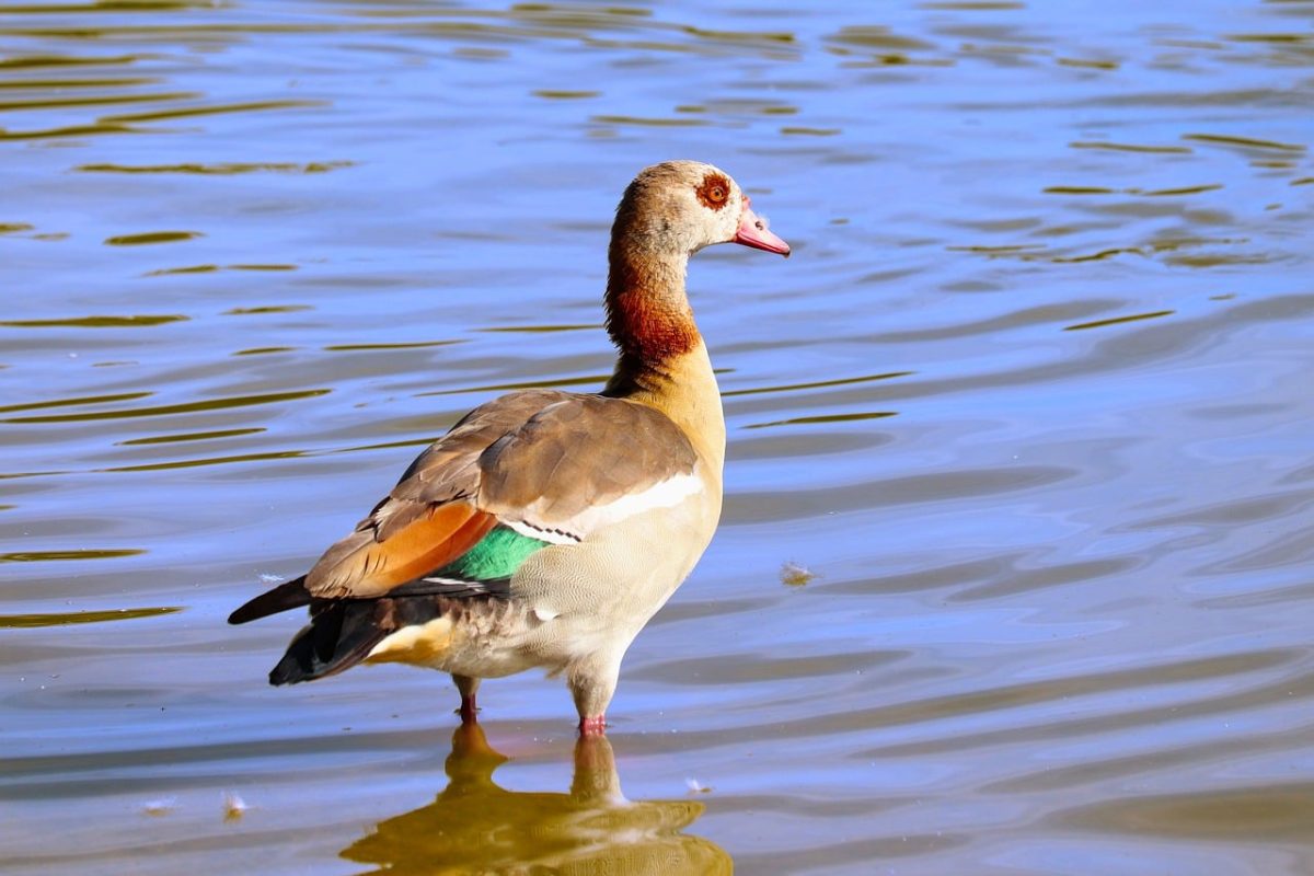 egyptian goose, water bird, wild goose, nature, lake, water, standing in water, colorful, feathers, beak, ripples, birdlife, african bird, wild, lonely, smooth, natural habitat, water surface, wildlife