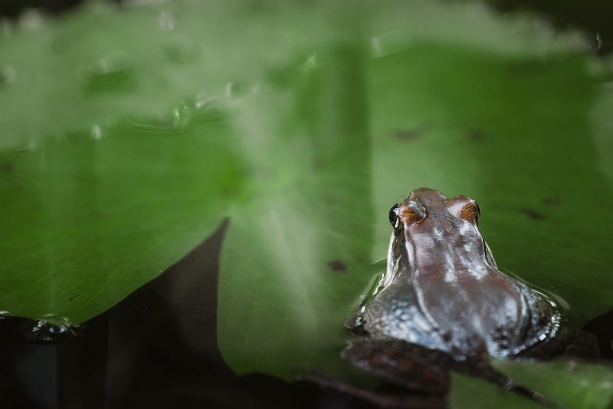 frog, lily pad, hd wallpaper, laptop wallpaper, wetland, beautiful wallpaper, mac wallpaper, macro, nature, green, free wallpaper, wallpaper 4k, leaf, water surface, wallpaper hd, reflection, environment, animal, wild, desktop backgrounds, sunlight, background, 4k wallpaper 1920x1080, peaceful, cool backgrounds, water, windows wallpaper, full hd wallpaper, free background, bullfrog, 4k wallpaper, photo wallpaper, amphibian