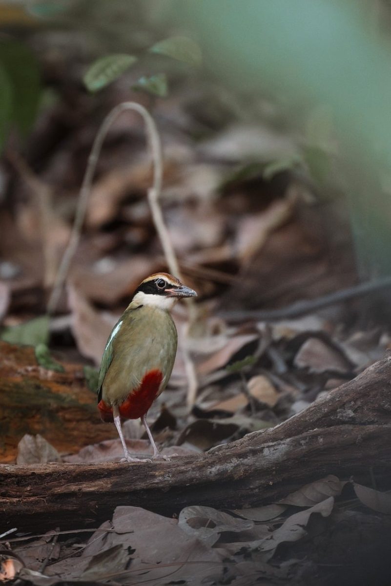 pitta bird, colorful plumage, forest floor, tropical forest, red undertail, wildlife, wildlife portrait, soft foreground, natural habitat, bokeh, orange patch, green feathers, brown head, bird on log, feather detail, nature photography, beautiful bird, foraging, detailed view, natural beauty