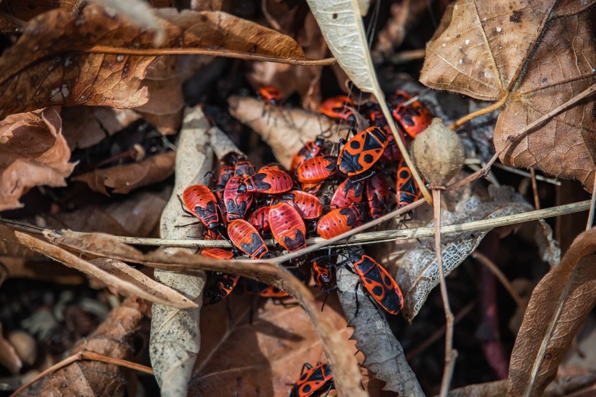 firebug, nature, red color, insects, 4k wallpaper, laptop wallpaper, leaves, wallpaper hd, colony, free background, free wallpaper, wildlife, desktop backgrounds, nature wallpaper, 4k wallpaper 1920x1080, nature background, mac wallpaper, autumn, fallen leaves, dead leaves, leaf litter, beautiful nature, natural habitat, outdoors, garden, wallpaper, background, wallpaper 4k, autumn mood, hd wallpaper, beautiful wallpaper, cool backgrounds, windows wallpaper, red-orange, insects on leaves, full hd wallpaper, pile of leaves