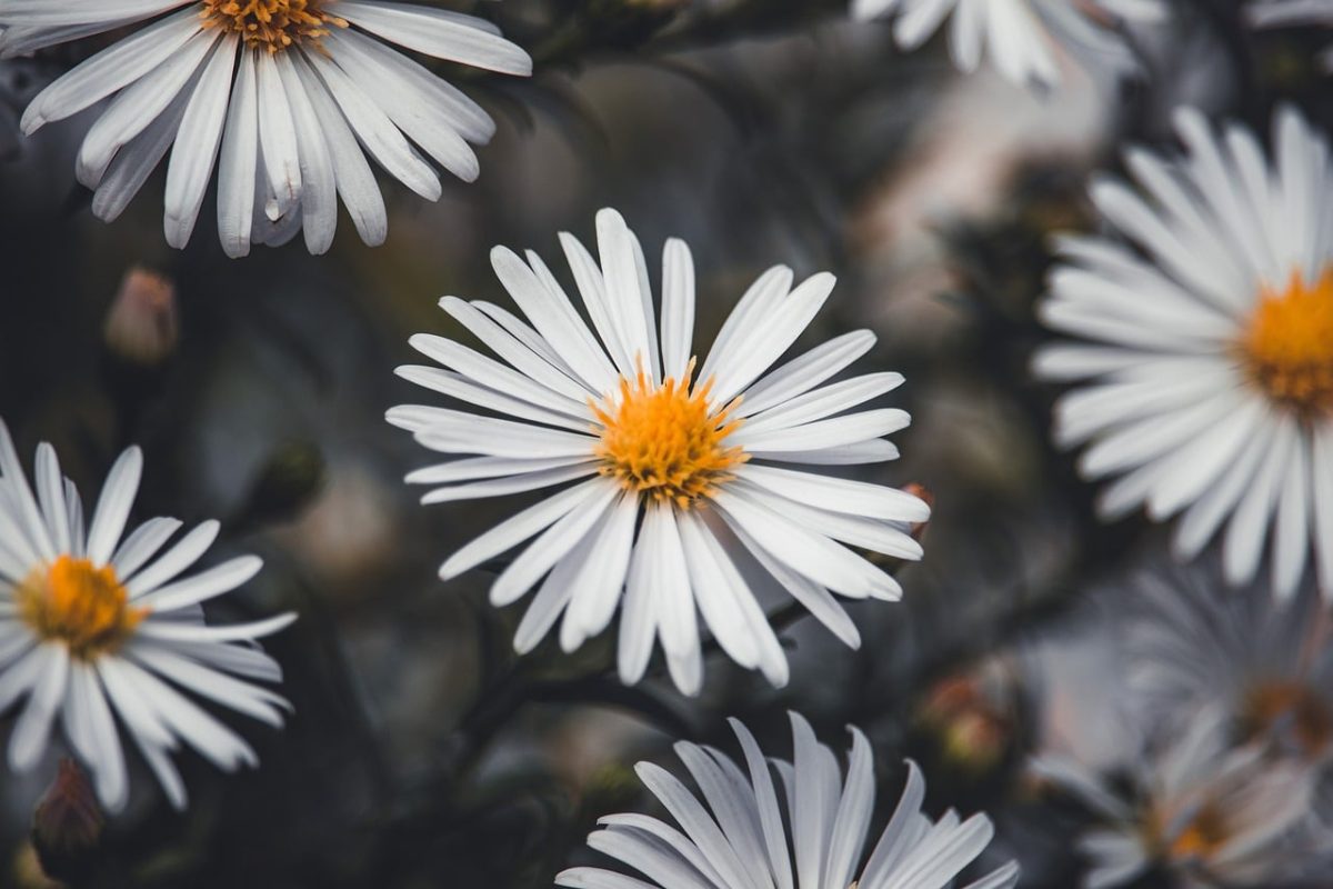 aster, flower, white flowers, garden, flower wallpaper, nature background, autumn, nature, blossom, 4k wallpaper 1920x1080, beautiful flowers, beautiful nature, close-up, mac wallpaper, background, wallpaper, windows wallpaper, free background, wallpaper 4k, 4k wallpaper, cool backgrounds, flower background, dark colors, hd wallpaper, fall flowers, beautiful wallpaper, full hd wallpaper, botanical, aesthetics, wallpaper hd, laptop wallpaper, floral background, timeless, nature's beauty, photography, heavenly, decor, desktop backgrounds, free wallpaper, nature wallpaper, pattern