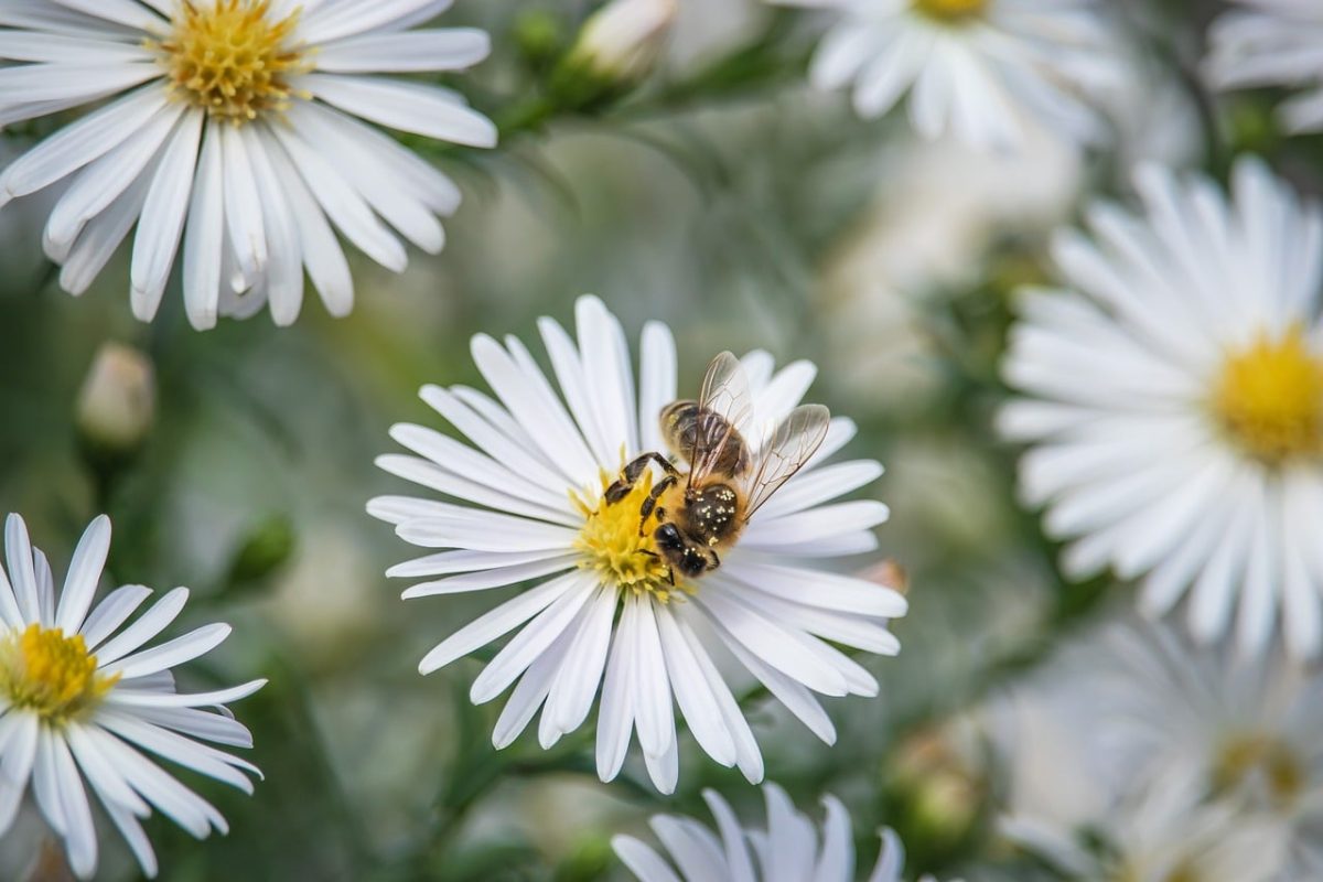bee, white flowers, aster, full hd wallpaper, nature wallpaper, plant, insect, laptop wallpaper, windows wallpaper, blossom, garden, botanical, autumn, 4k wallpaper, mac wallpaper, wallpaper, cool backgrounds, beautiful nature, background, free wallpaper, macro, nature, 4k wallpaper 1920x1080, flower garden, desktop backgrounds, pollination, beautiful flowers, ecosystem, natural beauty, hd wallpaper, wallpaper hd, floral background, free background, nature background, wallpaper 4k, beautiful wallpaper, completely, beauty, seemingly perfect