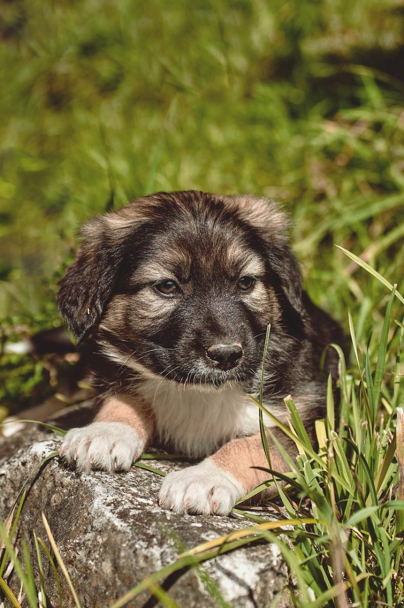 puppy, grass, cute, pet, animal, outdoors, nature, play, baby, stone, outdoor, natural, four-legged, fur, puppy posing, friend, puppy dog, puppy eyes