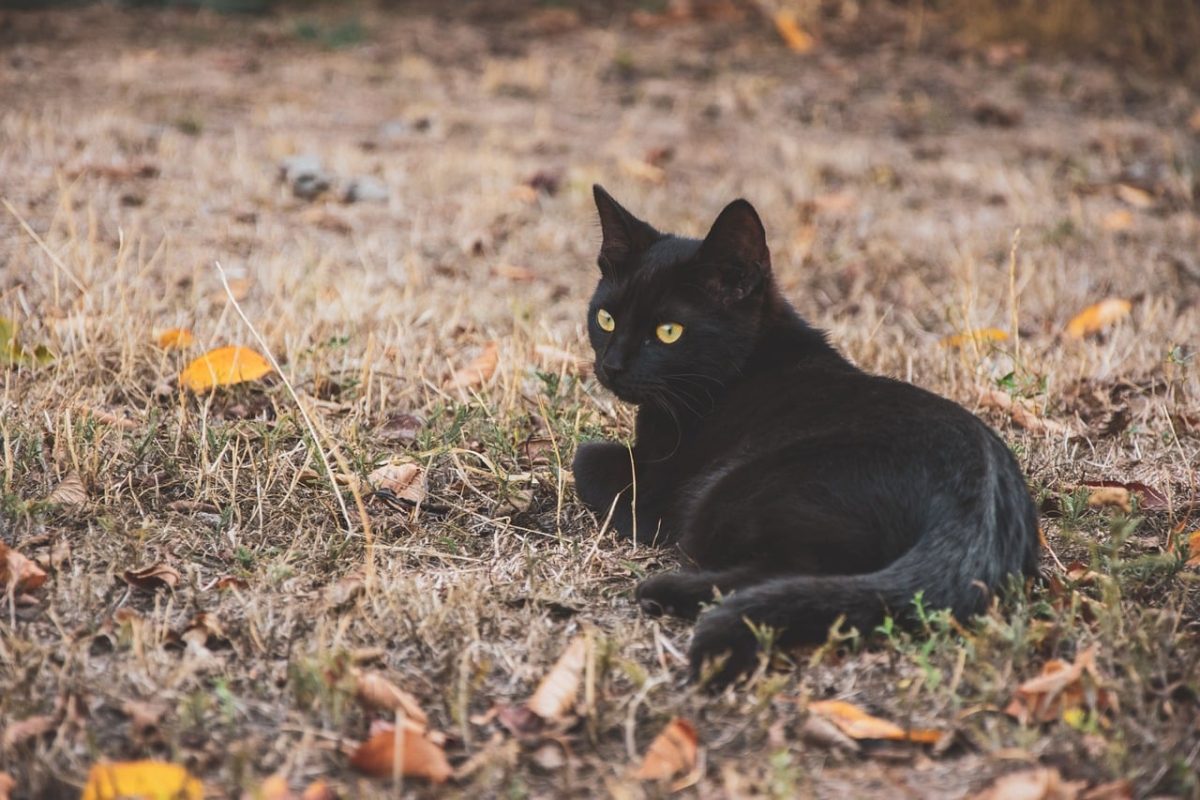 cat, pet, animal, black, leaf, autumn, nature, wildlife, grass, yellow, eyes, fur, outside, rest, outdoor, still life, watching, season, environment, wild, crawling