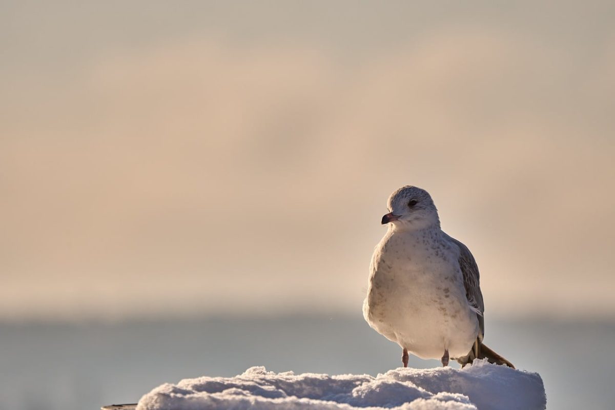seagull, winter, snow, nature, animal, winter scene, solitude, white feathers, cold, blue sky, view, cloud, natural environment, bird, lonely, landscape, silence, tide, natural beauty, peaceful atmosphere