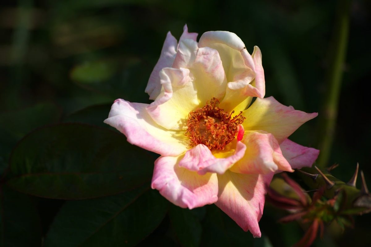 rose, flower, blossom, nature, flower portrait, gardening, garden, pink, yellow, leaves, summer, outdoor, bud, botany, natural beauty, petal, macro photography, insect, green, natural