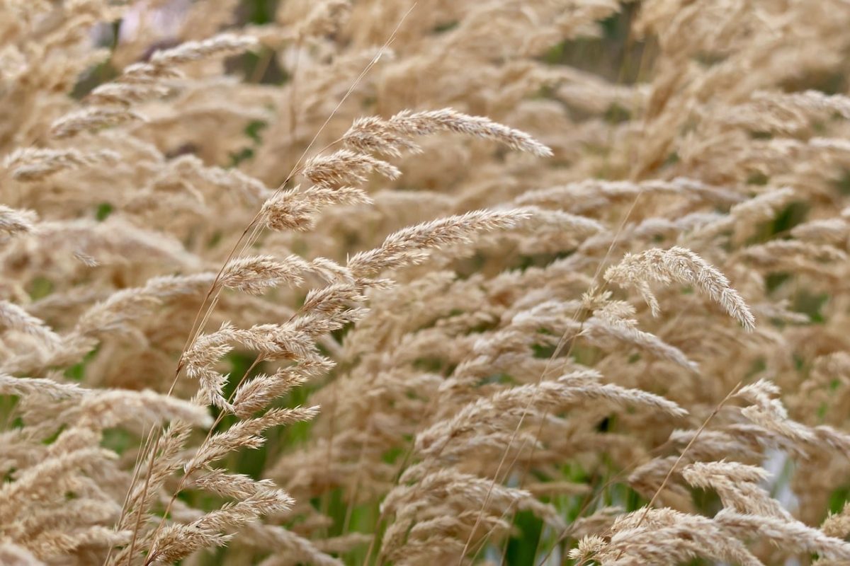 sweet grasses, dry grasses, faded blossoms, feather grass, autumn scene, natural texture, swaying, landscape photography composition, natural calmness, maturity, rural atmosphere, ochre color, natural beauty, background of tranquility, quiet environment, decay, slender spikes, contrast tones, connection to nature, timelessness