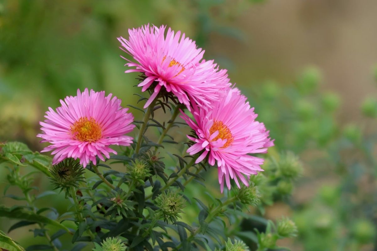 asters, pink flowers, cool backgrounds, flowers, hd wallpaper, free background, nature, garden, beautiful flowers, floral background, gardening, background, petal, 4k wallpaper 1920x1080, wallpaper hd, full hd wallpaper, wallpaper 4k, pink color, beautiful wallpaper, flower garden, windows wallpaper, spring flowers, flower background, green leaves, flower wallpaper, flowering plants, decorative flowers, laptop wallpaper, mac wallpaper, desktop backgrounds, flower arrangement, 4k wallpaper, flower still life, picnic garden, free wallpaper, outdoor flowers, romantic flowers, flower photography